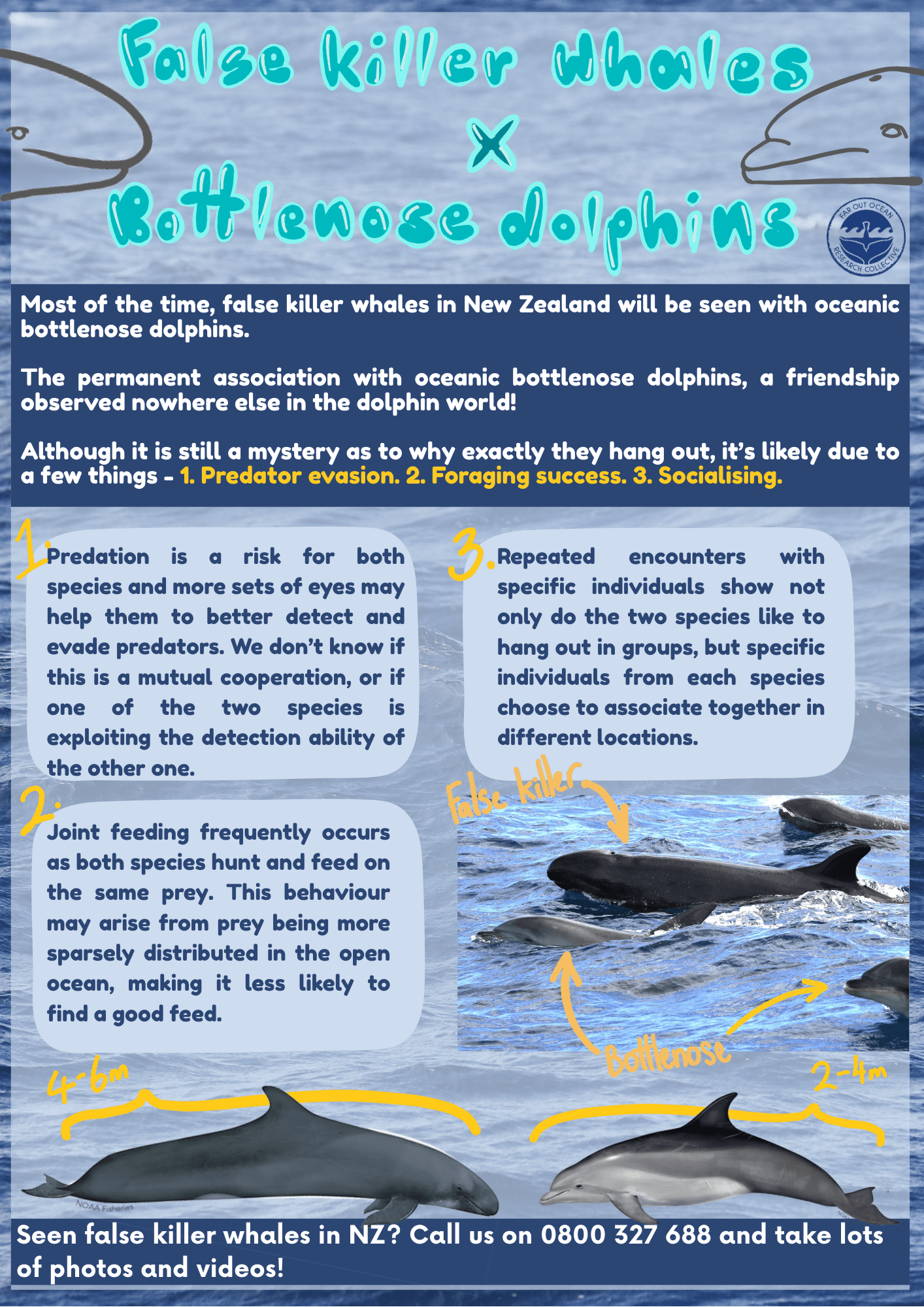 FKWxbottlenose poster min