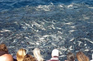 co operative feeding false killer whales