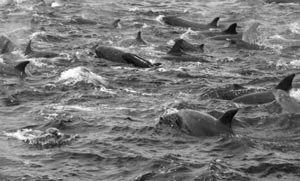 false killer whales