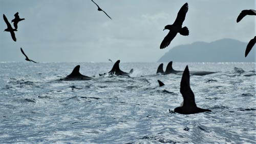Cetacean seabird associations