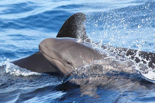 false killer whale 500px